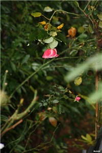 944681e2-IMG_8179 ruže.jpg